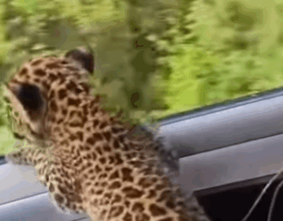 Rescatando al cachorro de leopardo (Parte 2)