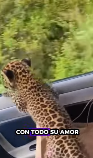 Rescatando al cachorro de leopardo (Parte 2)