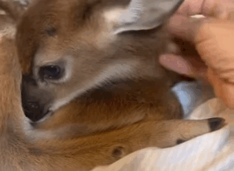 Rescata al ciervo (Parte 2)