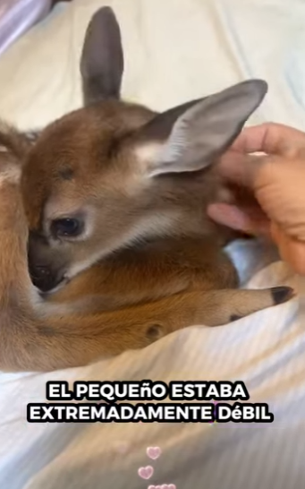 Rescata al ciervo (Parte 2)