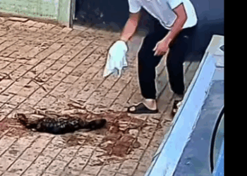 Rescata al ciervo (Parte 2)