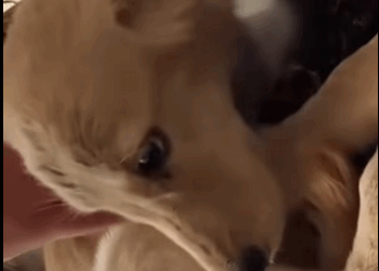 Atado, sin agua ni comida así pasé mis días hasta que alguien me sa…_part2