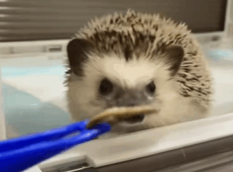 Erizo de rescate (Part 2)