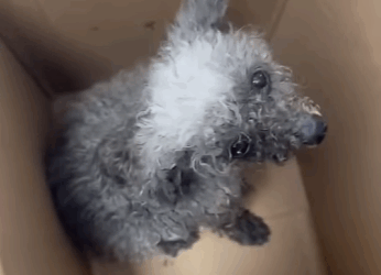 Be kind to all lives (Parte 2)