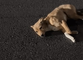 Love is a universal language (Parte 2)