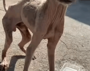 walking skeleton to shiny angel (Parte 2)