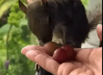 H2611006 Ardillas de rescate (Parte 2)