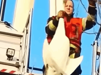 H2611003 Cisnes rescatados (Parte 2)