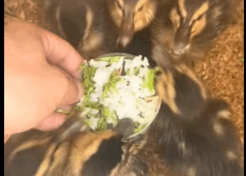 Patos rescatados (Part 2)