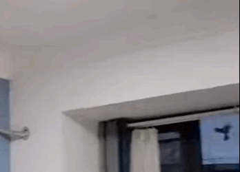 A2611003 El gorrión, salvado tras sufrir un golpe de calor (Parte 2)