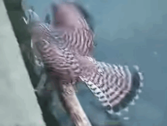 A2611004 Cernícalo de rescate (Parte 2)