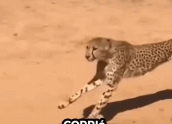 Salven al guepardo (Parte 2)