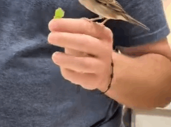 Gorriones de rescate (Parte 2)