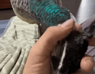 Rescaten al pavo real (Parte 2)