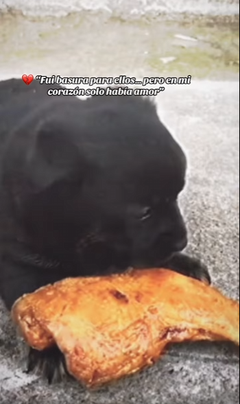 Fui basura para ellos pero en mi corazón solo había amor part2