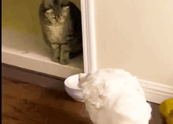 Gansos de rescate (Parte 2)