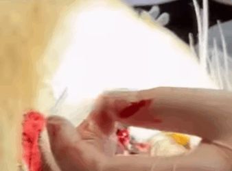 Rescata al puma (Parte 2)