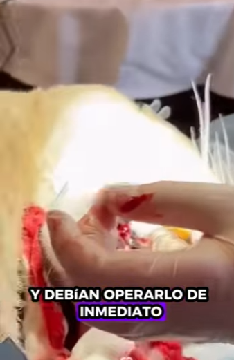 Rescata al puma (Parte 2)