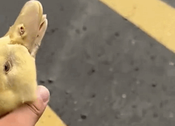 A2711004 Patos de rescate (Parte 2)