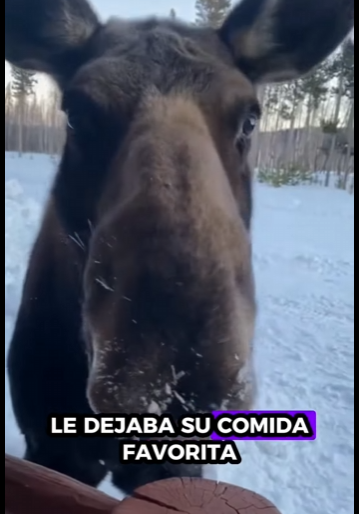 Rescatar al alce (Part 2)