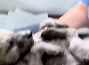 A2711006 Lobos rescatados (Parte 2)