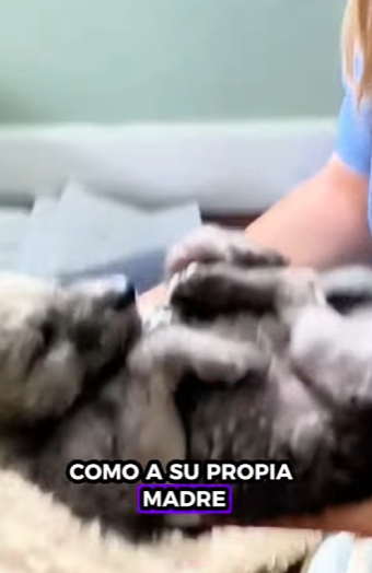 A2711006 Lobos rescatados (Parte 2)