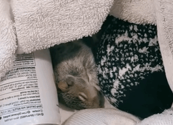 A2711003 Ardillas de rescate (Parte 2)