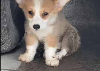 A2711001 perros de rescate (Parte 2)