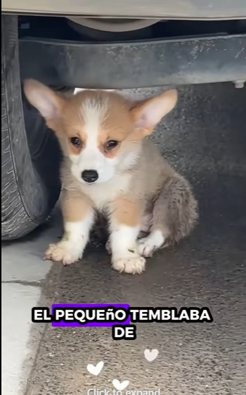 A2711001 perros de rescate (Parte 2)