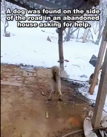 A2711011 Every rescue is a miracle (Part 2)