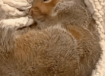 Ardillas de rescate (Part 2)