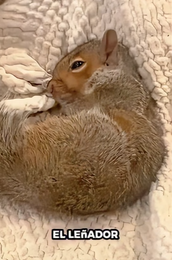 Ardillas de rescate (Part 2)