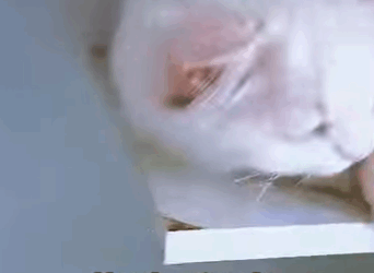 A2711002 From hopeless to hopeful in one rescue (Part 2)