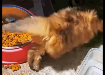 A2711004 Rescued with all our heart (Part 2)