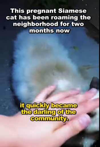 A2711006 Today, kindness won (Part 2)