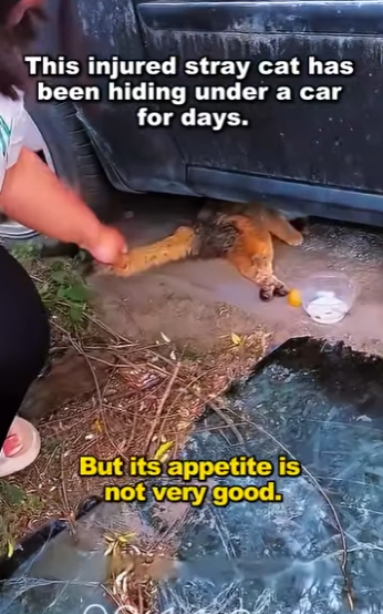 A2711001 One saved life changes an entire world (Part 2)