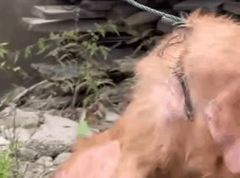 E2711002 neglect to life recovery journey of rescued golden (Part 2)