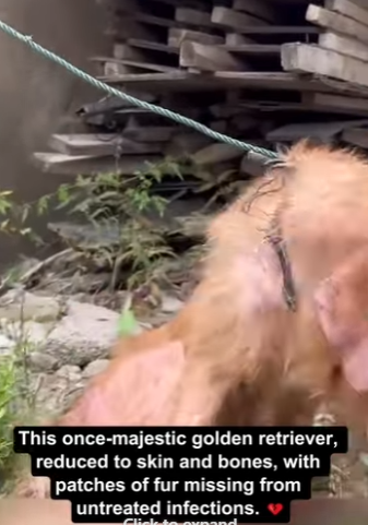 E2711002 neglect to life recovery journey of rescued golden (Part 2)