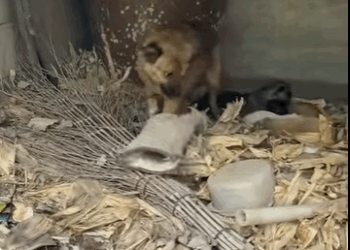 E2711004 Mama dog fight survival in trash filled hellhole (Part 2)