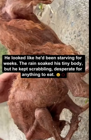 Rescue skin bones in rain (Part 2)