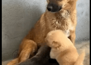 E2711003 fierce protector to sweetest mama rescue dog love story (Part 2)