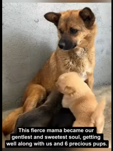 E2711003 fierce protector to sweetest mama rescue dog love story (Part 2)
