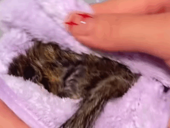 R1611005 Ardillas de rescate (Parte 2)