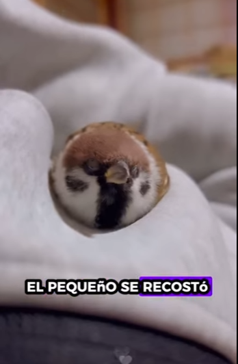 R1611002 Gorriones de rescate (Parte 2)