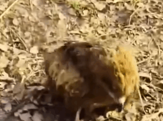 R2711012 Gatos rescatados (Parte 2)