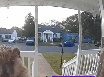 R2711004 Erizos de rescate (Parte 2)