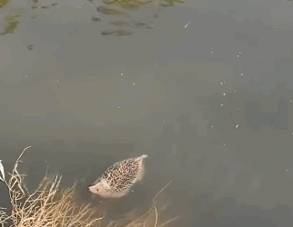 R2711011 Erizo de rescate (Parte 2)