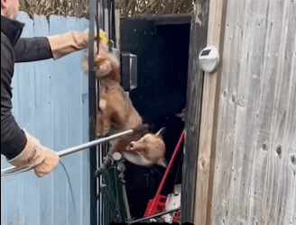 R2711006 Zorros rescatados (Parte 2)