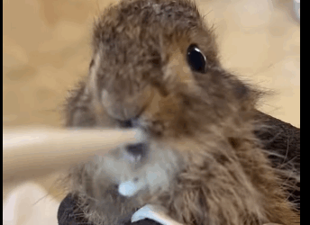 R2711007 Conejo rescatado (Parte 2)