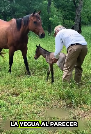 R2711010 Caballo de rescate (Parte 2)